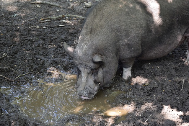 鸣并不令人 鸣并不令人