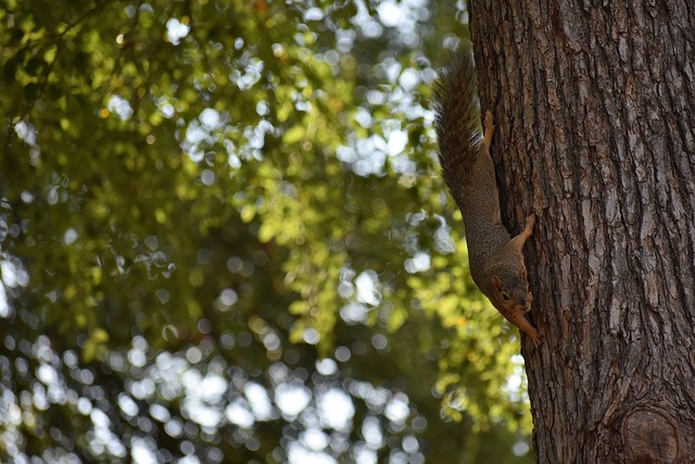 战还是压力 战还是压力